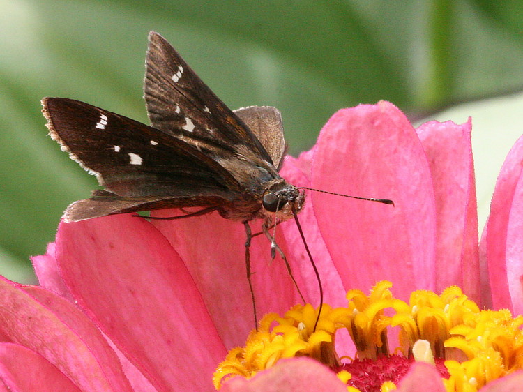 Clouded Skipper
