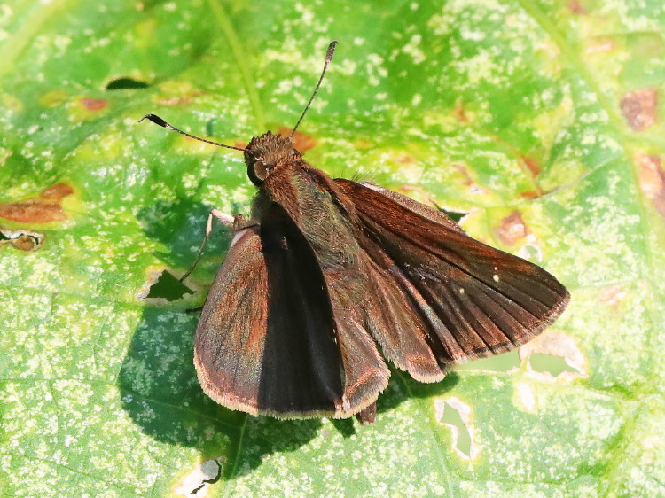 Clouded Skipper (male)