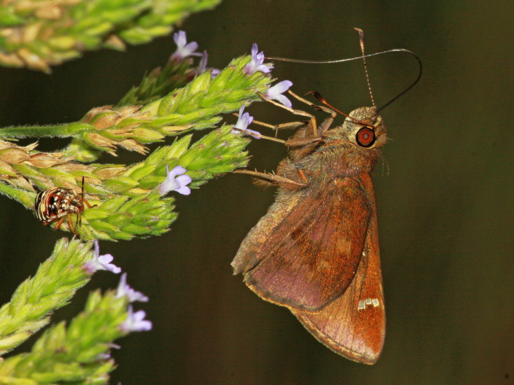 Clouded Skipper