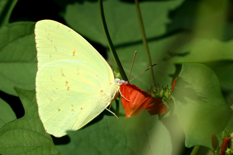 Cloudless Sulphur