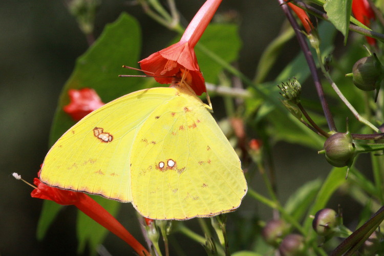 Cloudless Sulphur