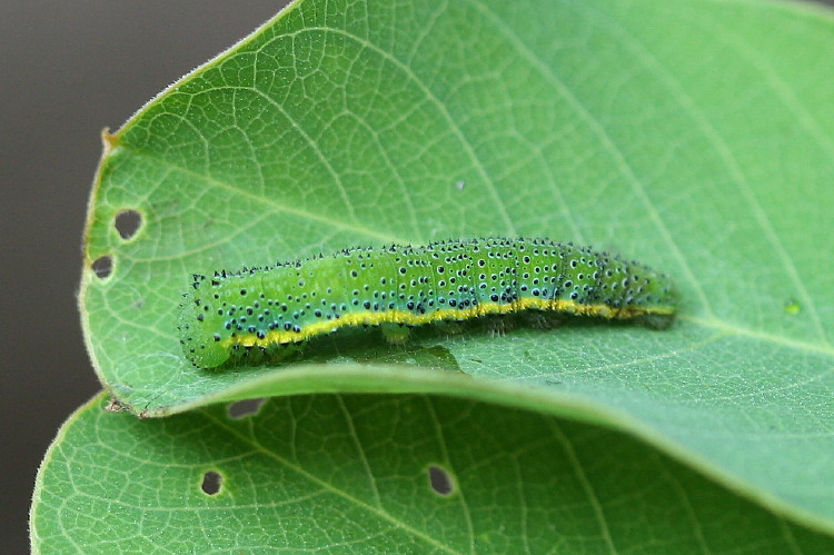 Cloudless Sulphur Caterpillar