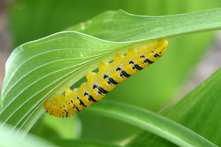 Cloudless Sulphur Caterpillar
