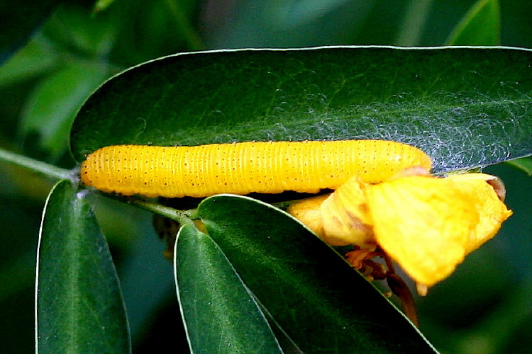 Cloudless Sulphur Caterpillar