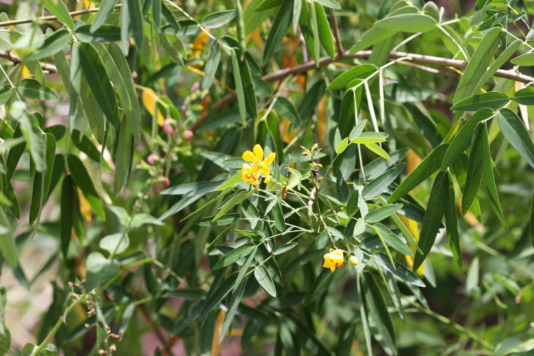 Cloudless Sulphur Hostplant