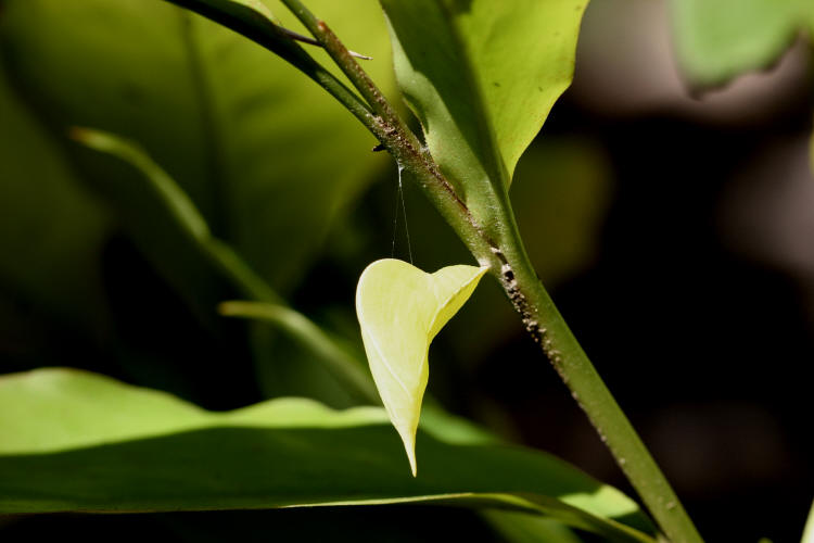 Cloudless Sulphur Chrysalis