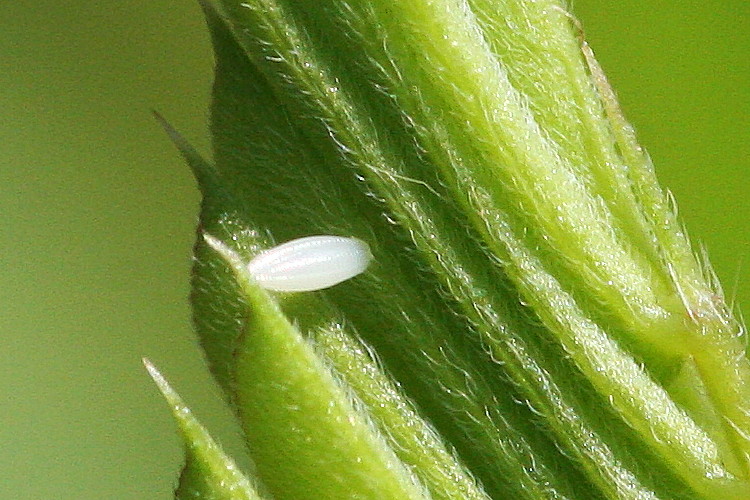 Cloudless Sulphur Egg