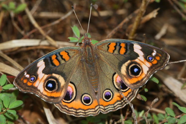 Common Buckeye