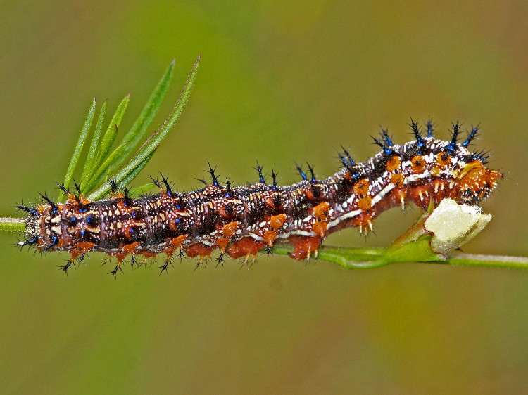 Common Buckeye Caterpillar