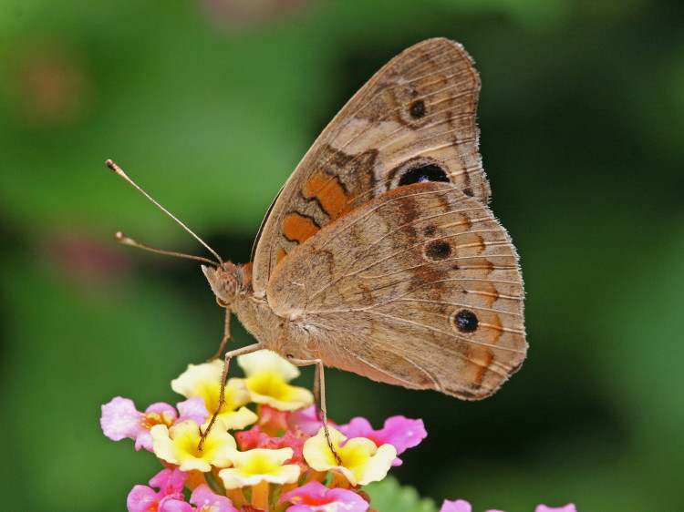 Common Buckeye