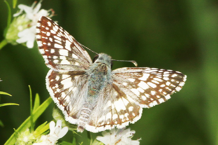 Common-checkered Skipper