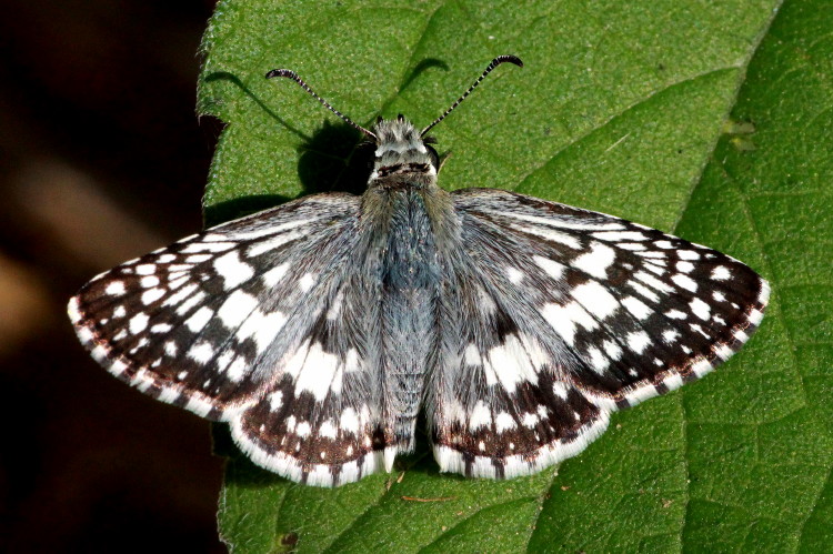 Common-checkered Skipper