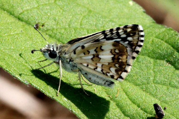 Common-checkered Skipper