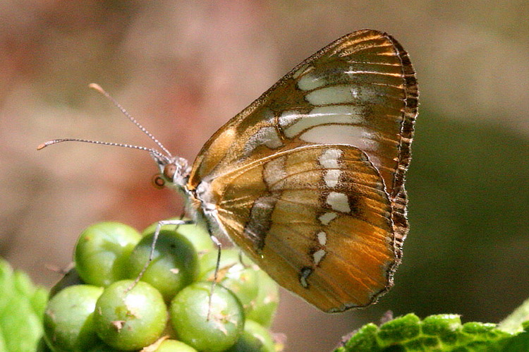 Common Mestra