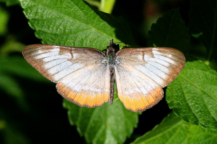 Common Mestra