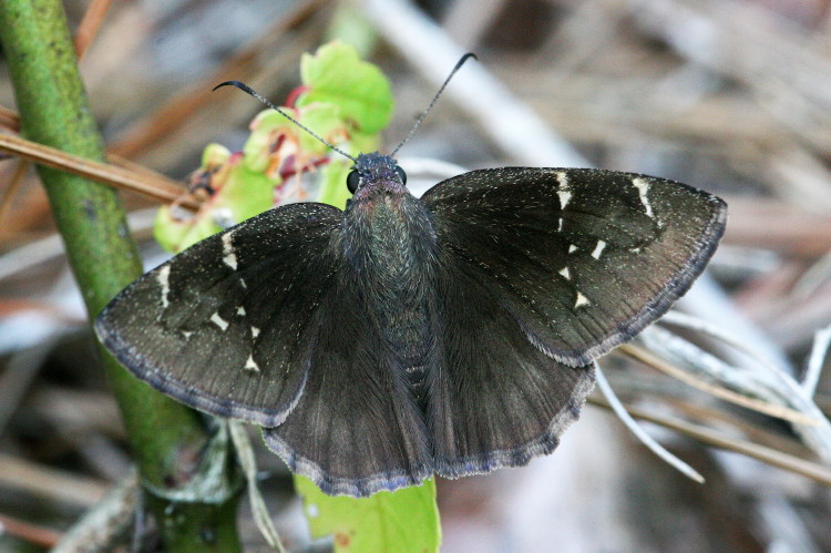 Confused Cloudywing