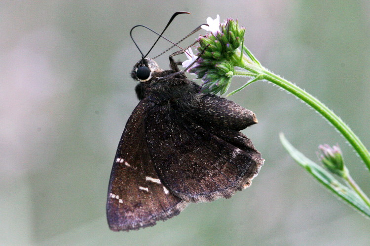 Confused Cloudywing