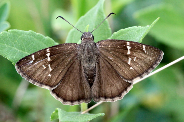 Confused Cloudywing