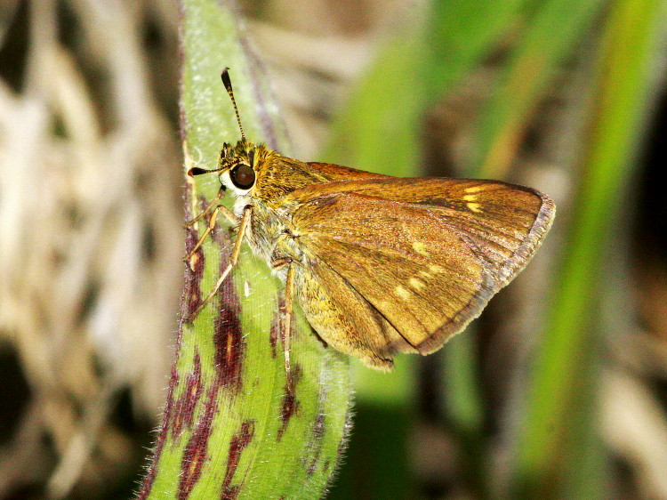 Crossline Skipper