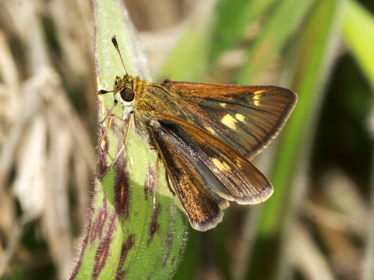 Crossline Skipper