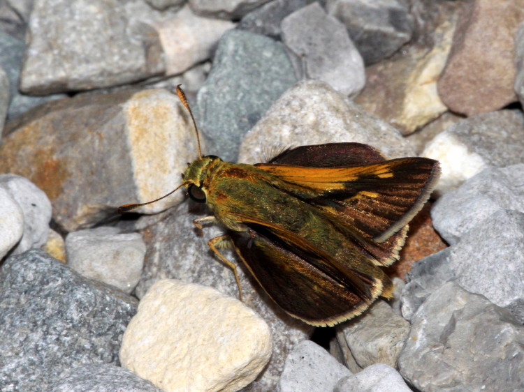 Crosslline Skipper
