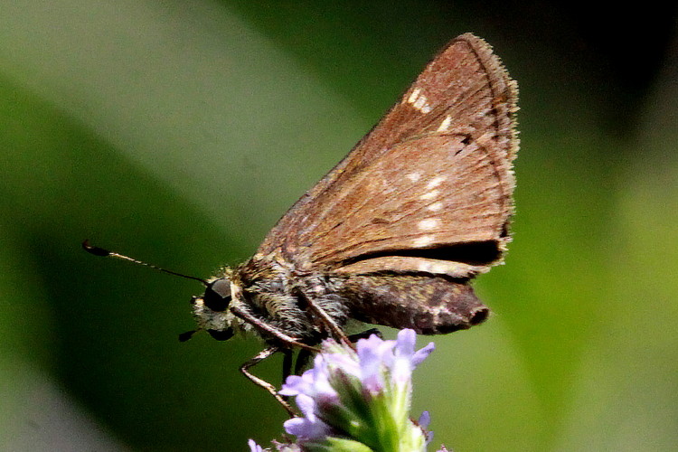 Crossline Skipper