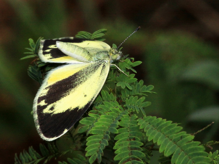 Dainty Sulphur