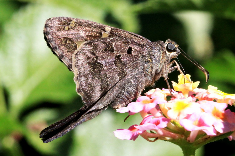 Dorantes Longtail
