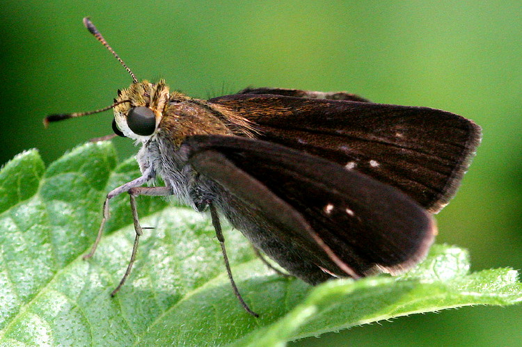 Dun Skipper