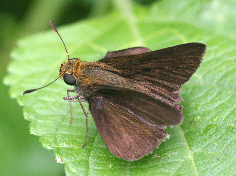Dun Skipper