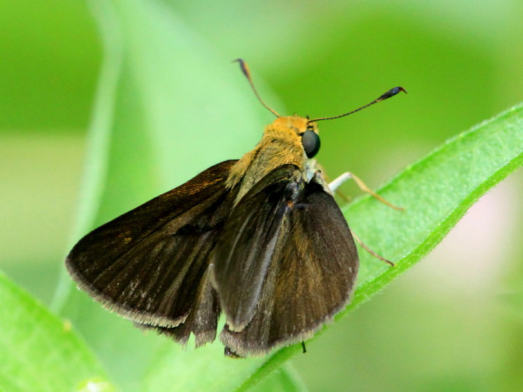 Dun Skipper