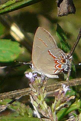Dusky-blue Groundstreak