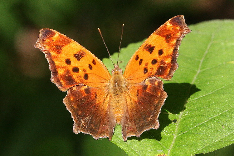 Eastern Comma