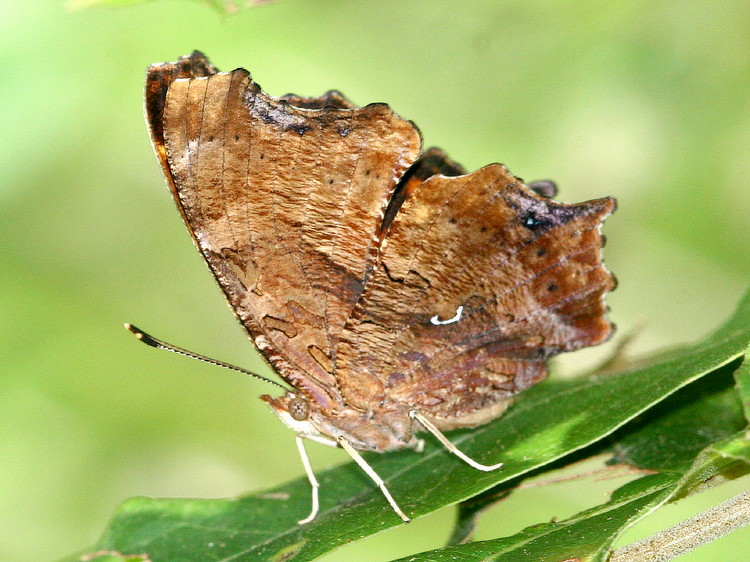 Eastern Comma