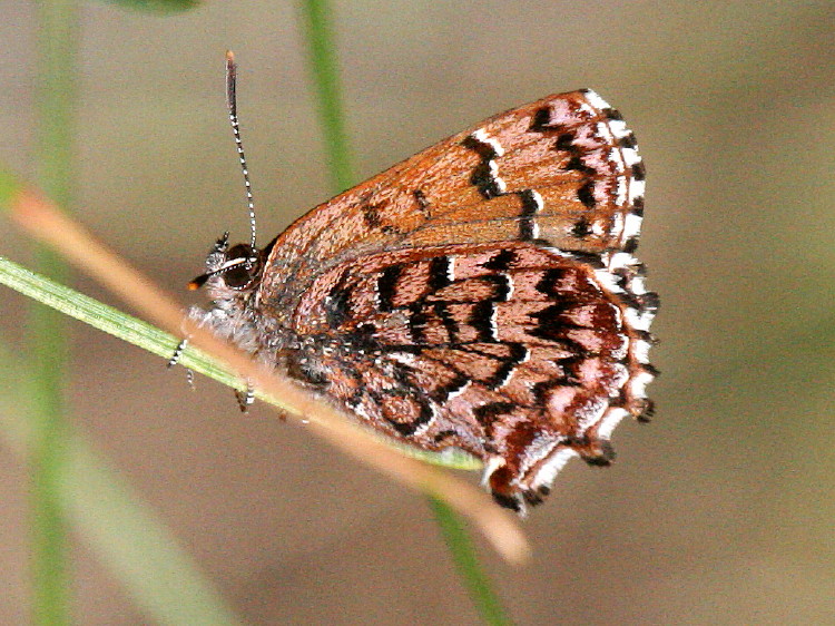 Eastern Pine Elfin