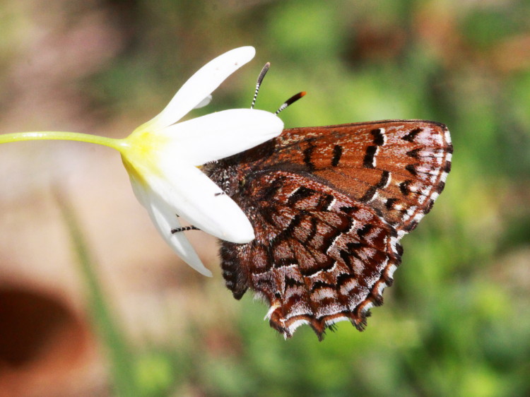Eastern Pine Elfin