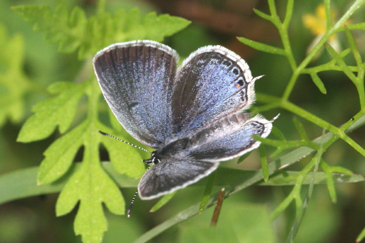 Eastern Tailed-Blue