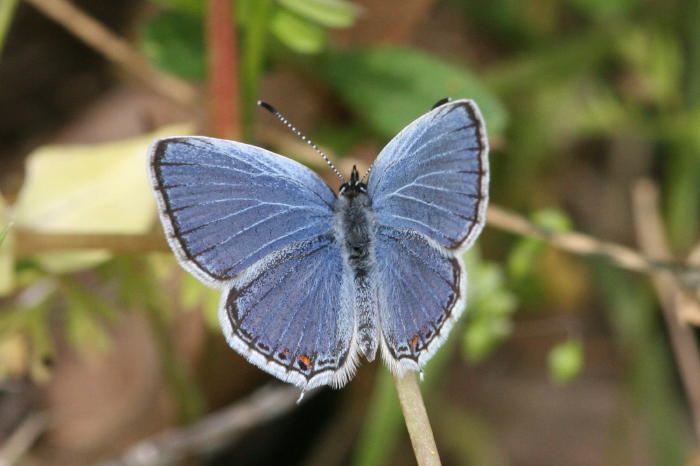 Eastern-tailed Blue