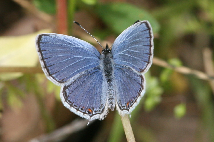 Eastern Tailed-Blue