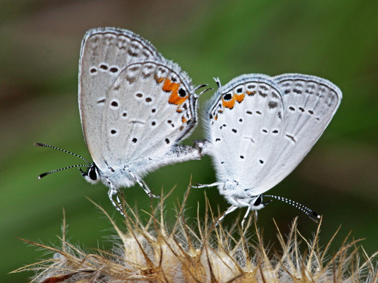 Eastern Tailed-Blue