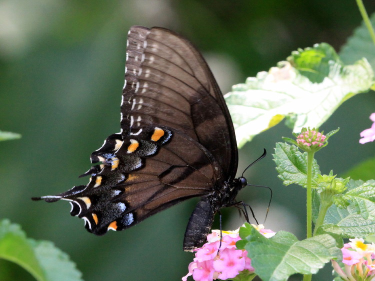 Eastern Tiger Swallowtail