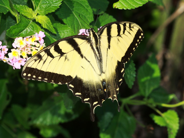 Eastern Tiger Swallowtail