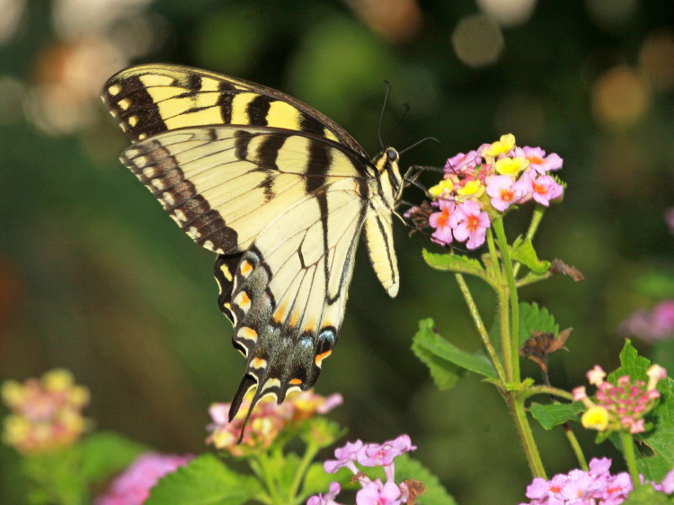 Eastern Tiger Swallowtail