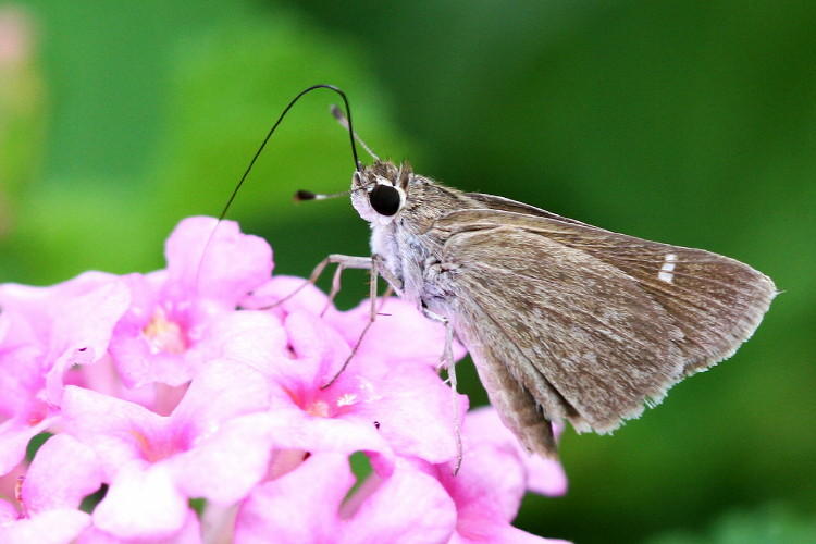 Eufala Skipper