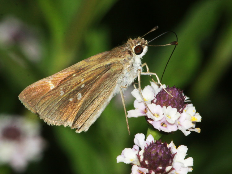 Eufala Skipper