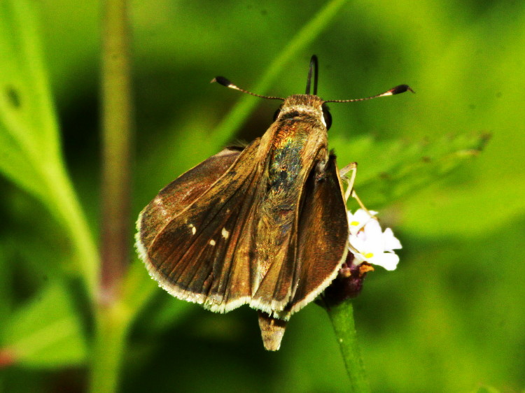 Eufala Skipper
