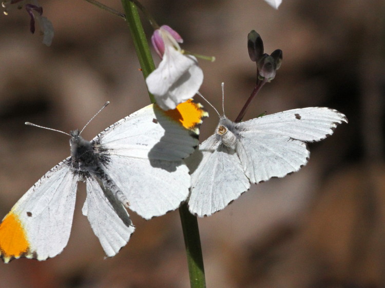 Falcate Orangetip