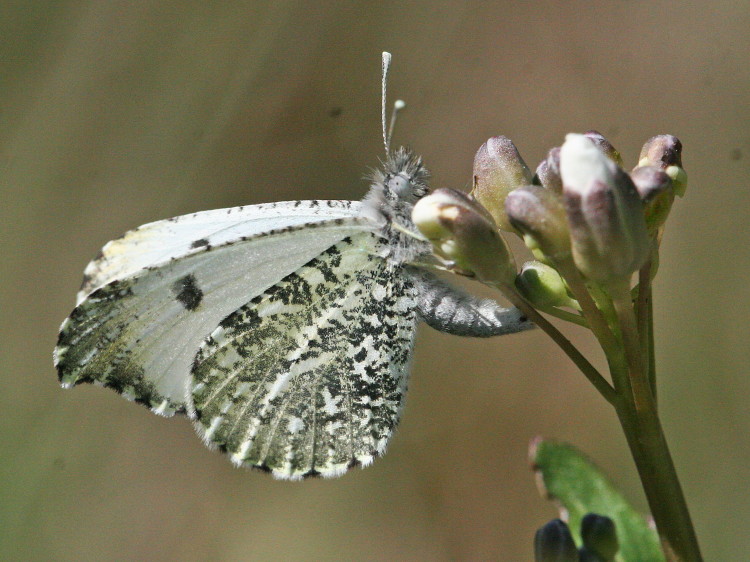 Falcate Orangetip