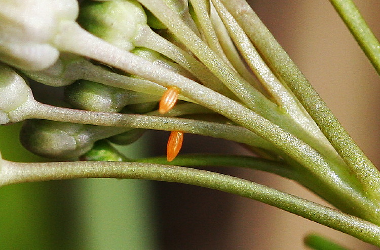 Falcate Orangetip Eggs