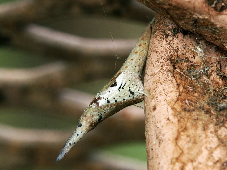 Falcate Orangetip (chrysalis)